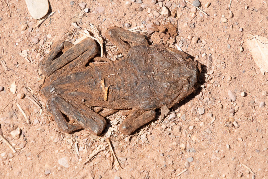 Sun-dried flattened toad
