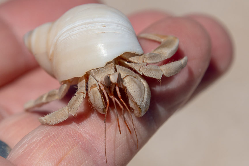 Cute hermit crab