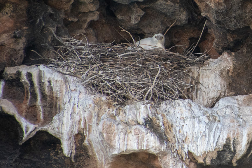 Baby Osprey in nest