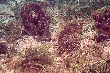 Razorfish in seabed
