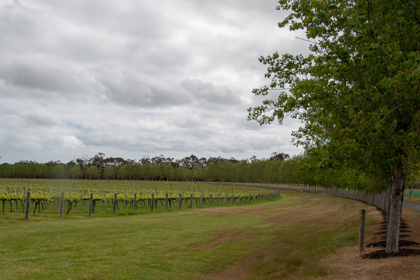 Howard Park Vineyards