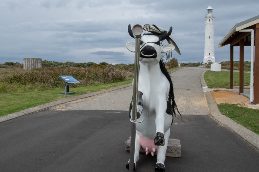 Lighthouse cow
